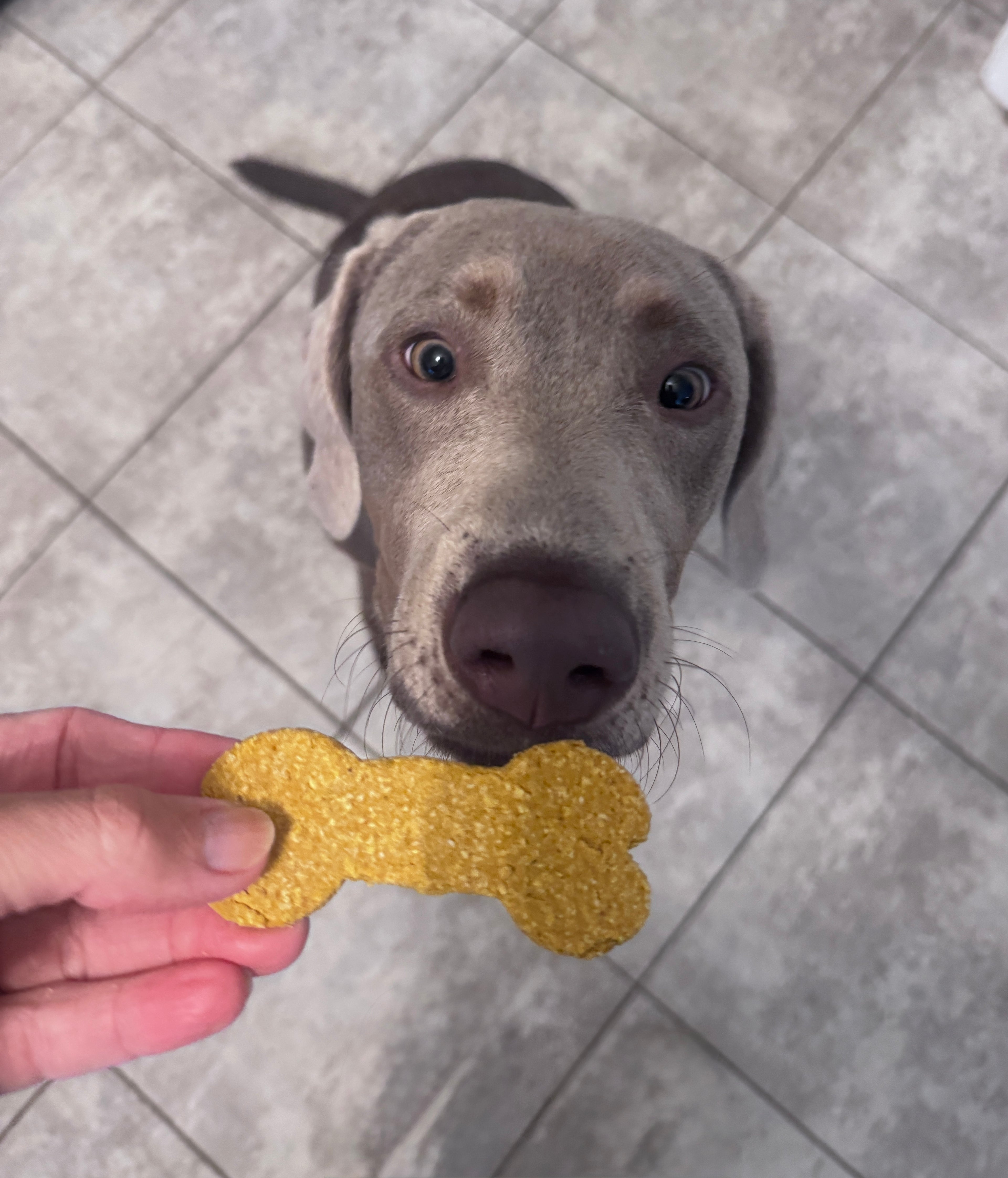 XL Peanut Butter Bones